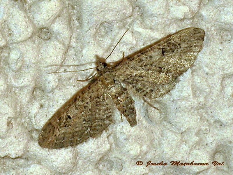 Eupithecia sp. (Geometridae) - 3